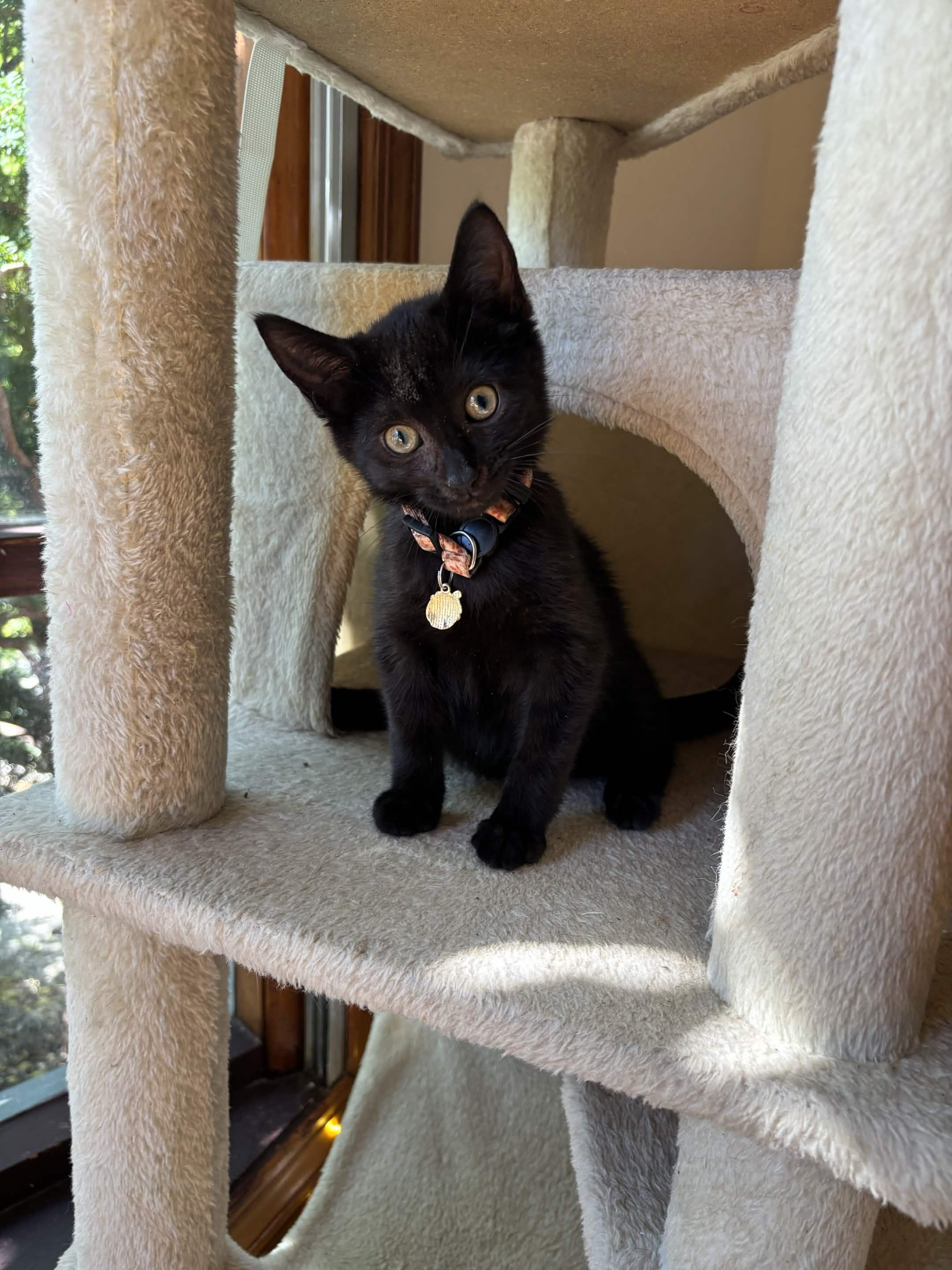 Enlarge Gala, a Adoptable Domestic Short Hair in Weehawken, NJ image 6/6