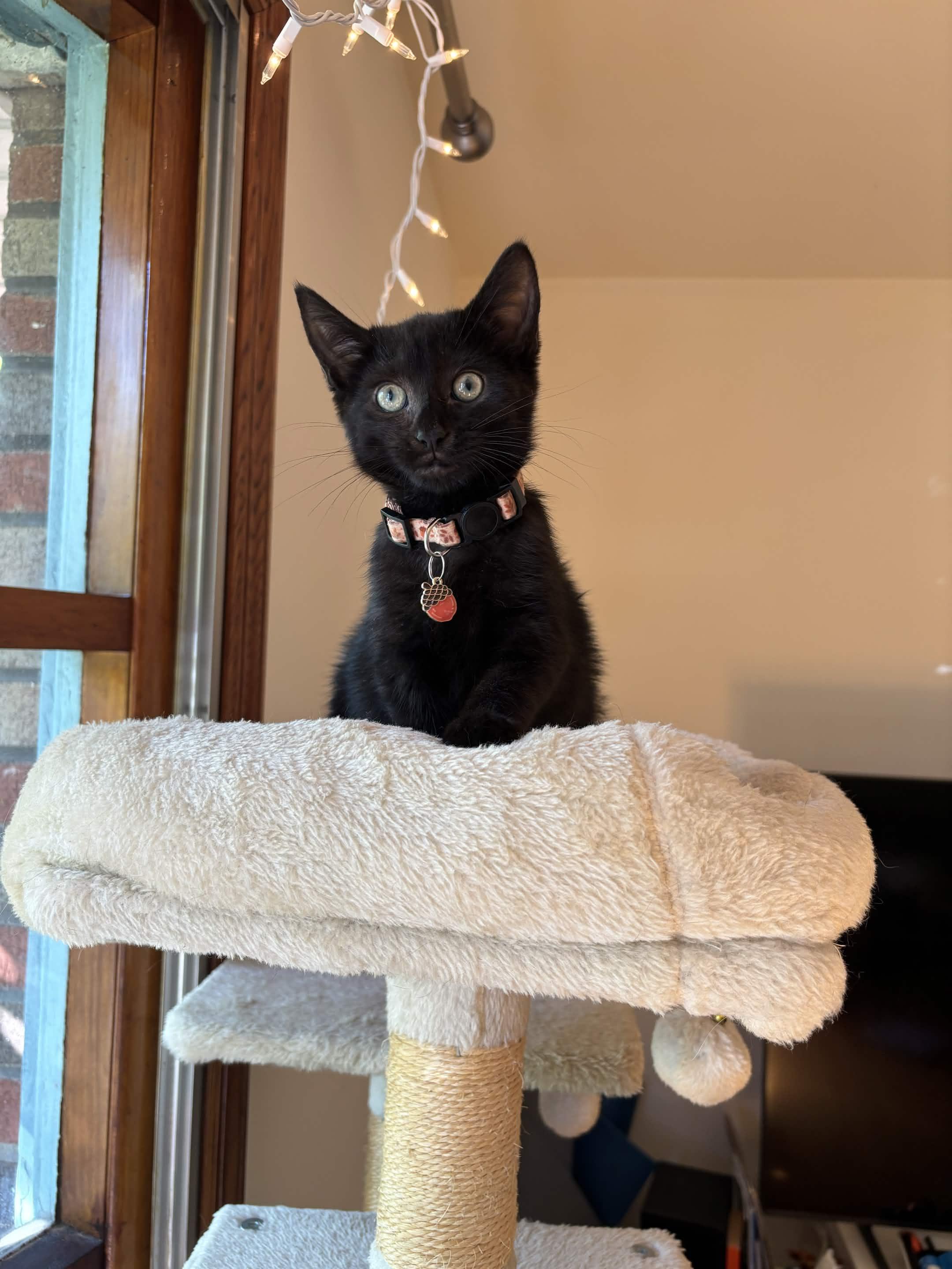 Enlarge Gala, a Adoptable Domestic Short Hair in Weehawken, NJ image 3/6