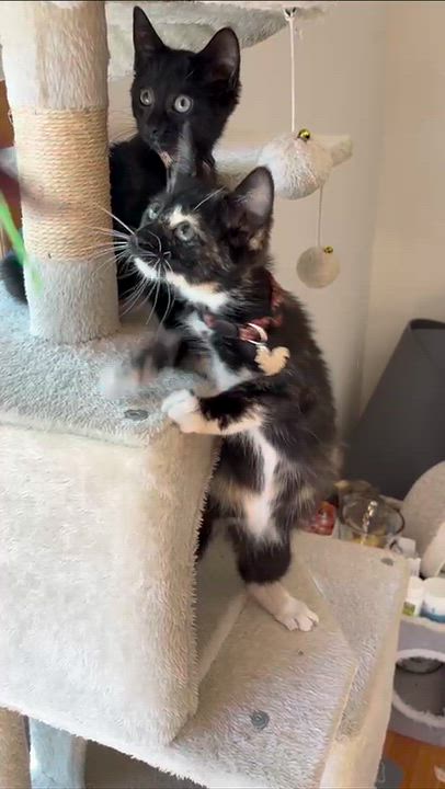 Enlarge Gala, a Adoptable Domestic Short Hair in Weehawken, NJ video 5/6