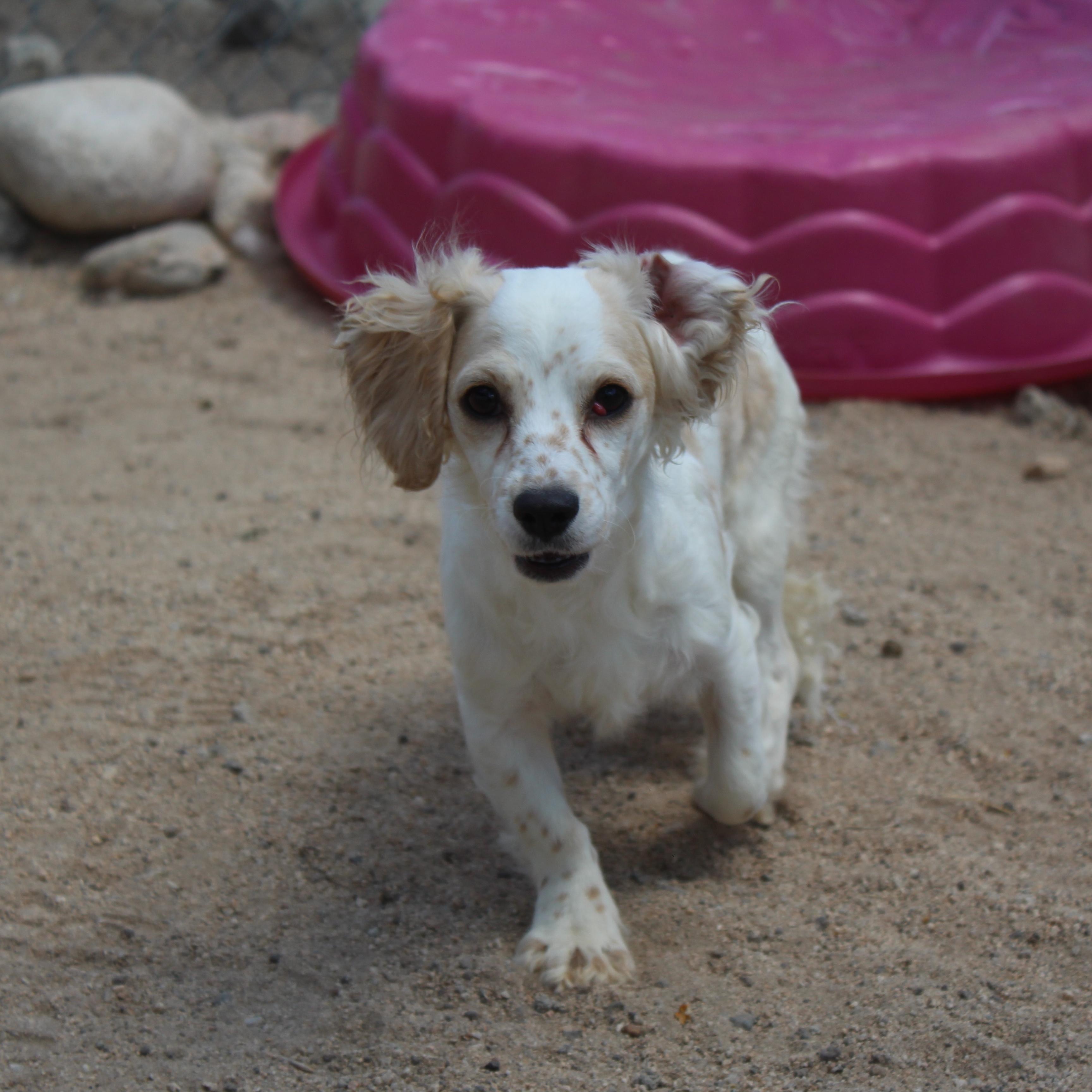 Enlarge Pippa, an adopted mixed breed in Yucca Valley, CA image 3/6