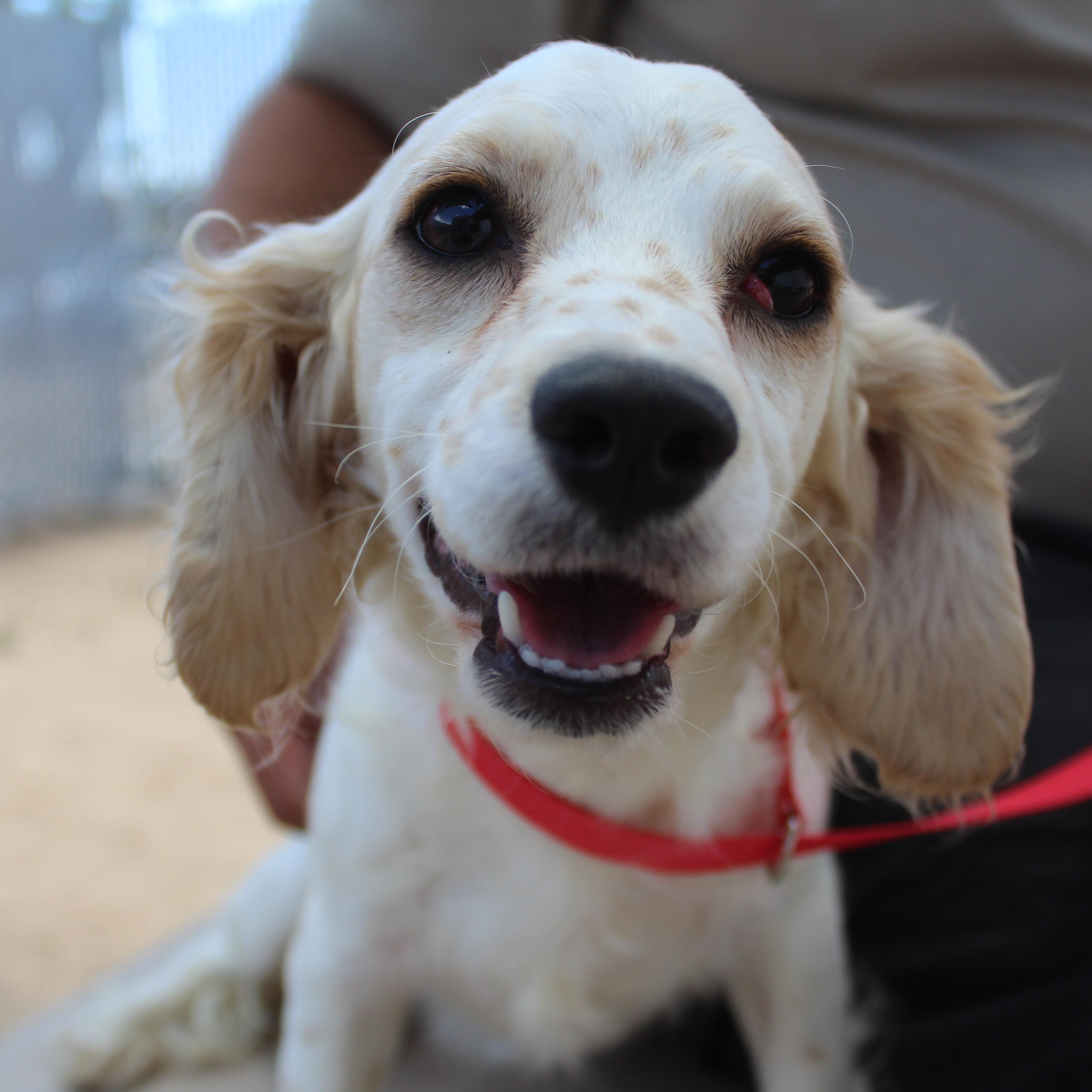 Pippa, adopted, Puppy Female Spaniel.