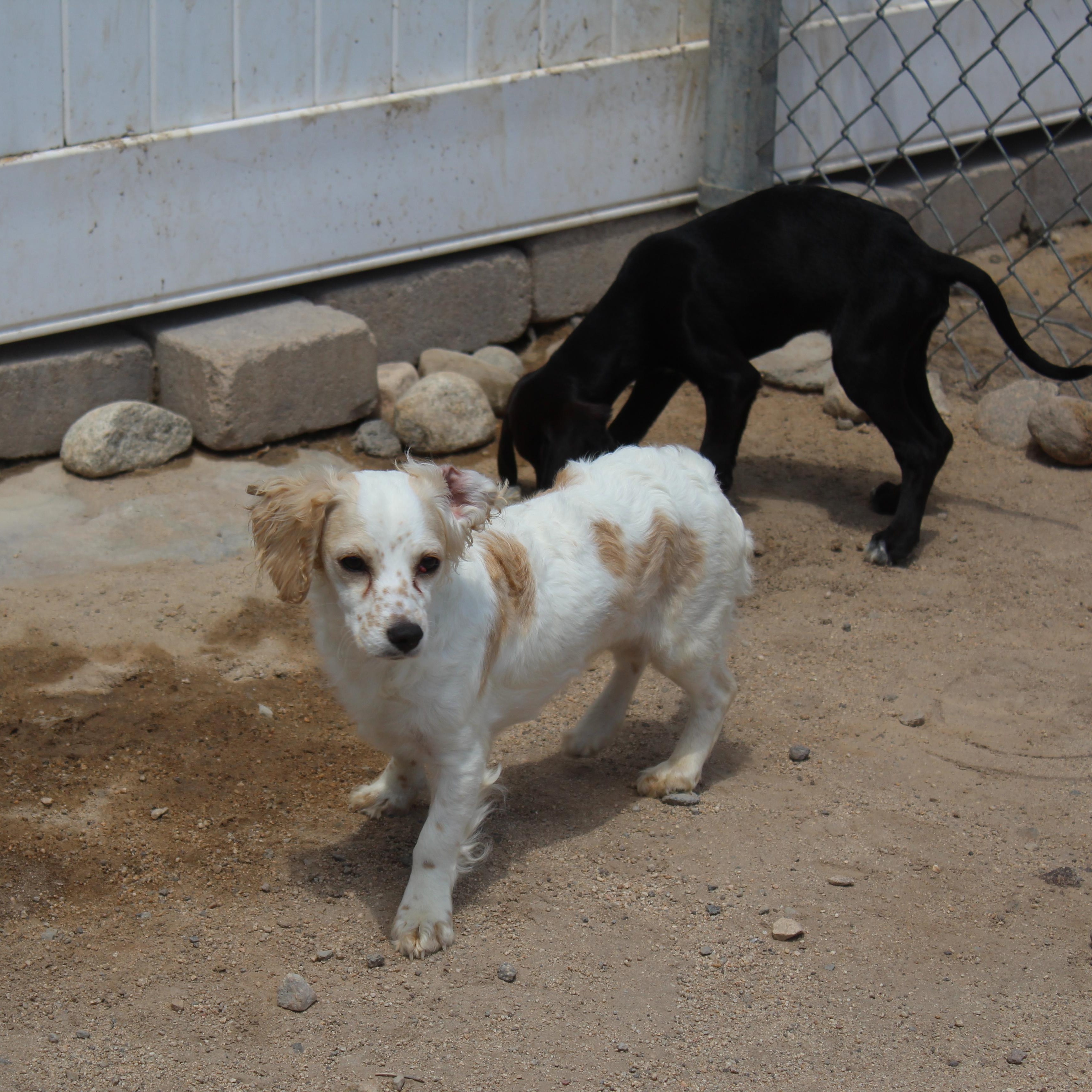 Enlarge Pippa, an adopted mixed breed in Yucca Valley, CA image 5/6