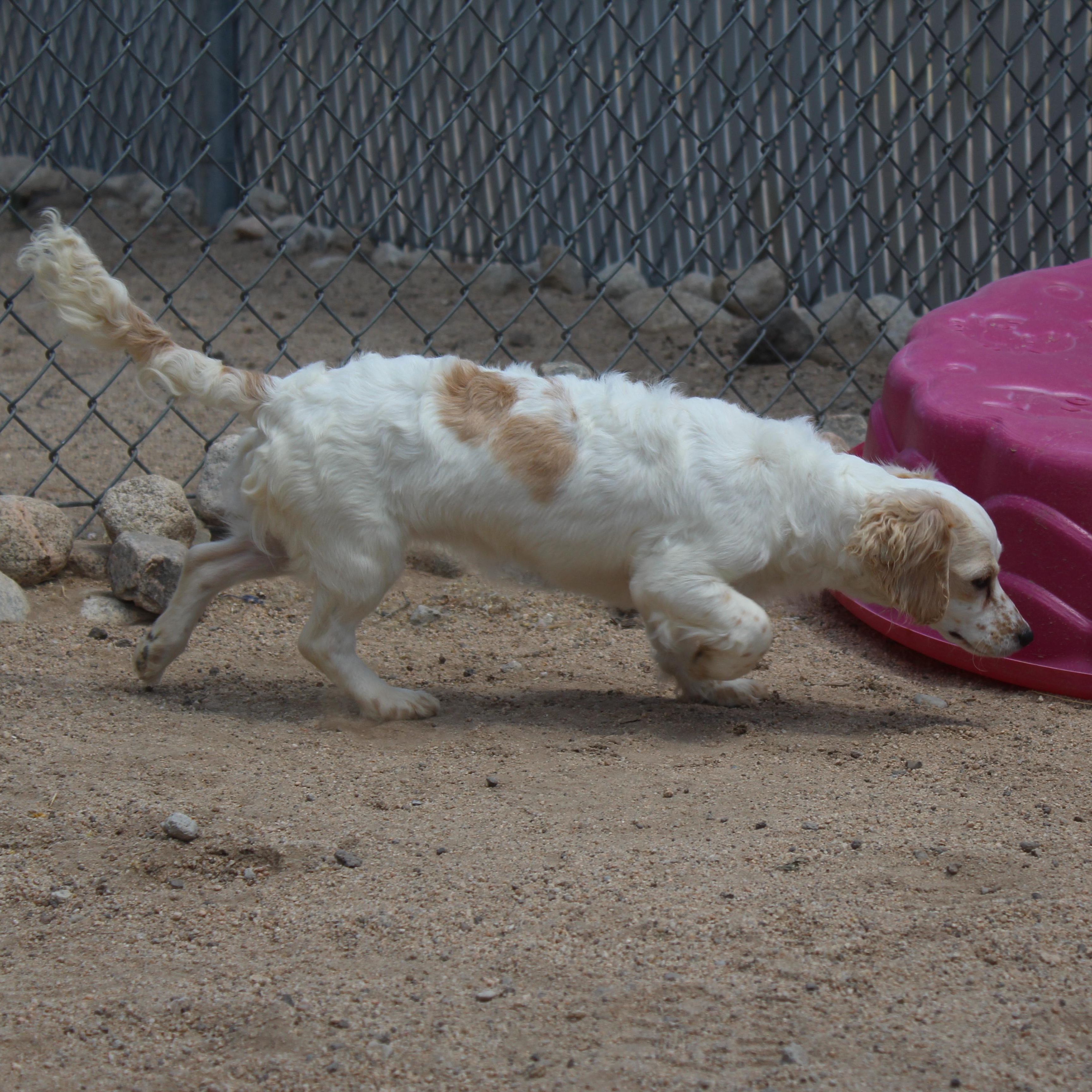 Enlarge Pippa, an adopted mixed breed in Yucca Valley, CA image 4/6