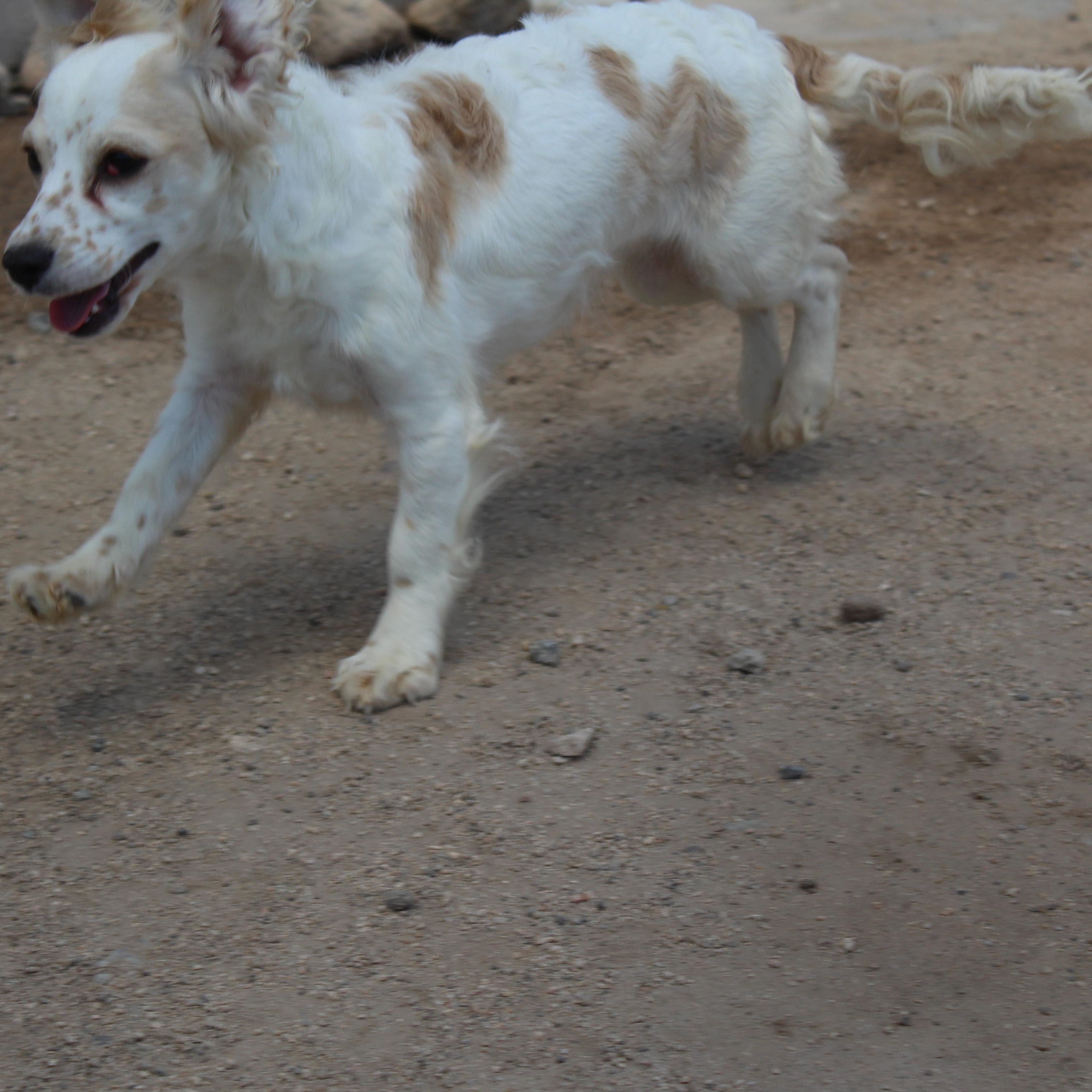 Enlarge Pippa, an adopted mixed breed in Yucca Valley, CA image 6/6