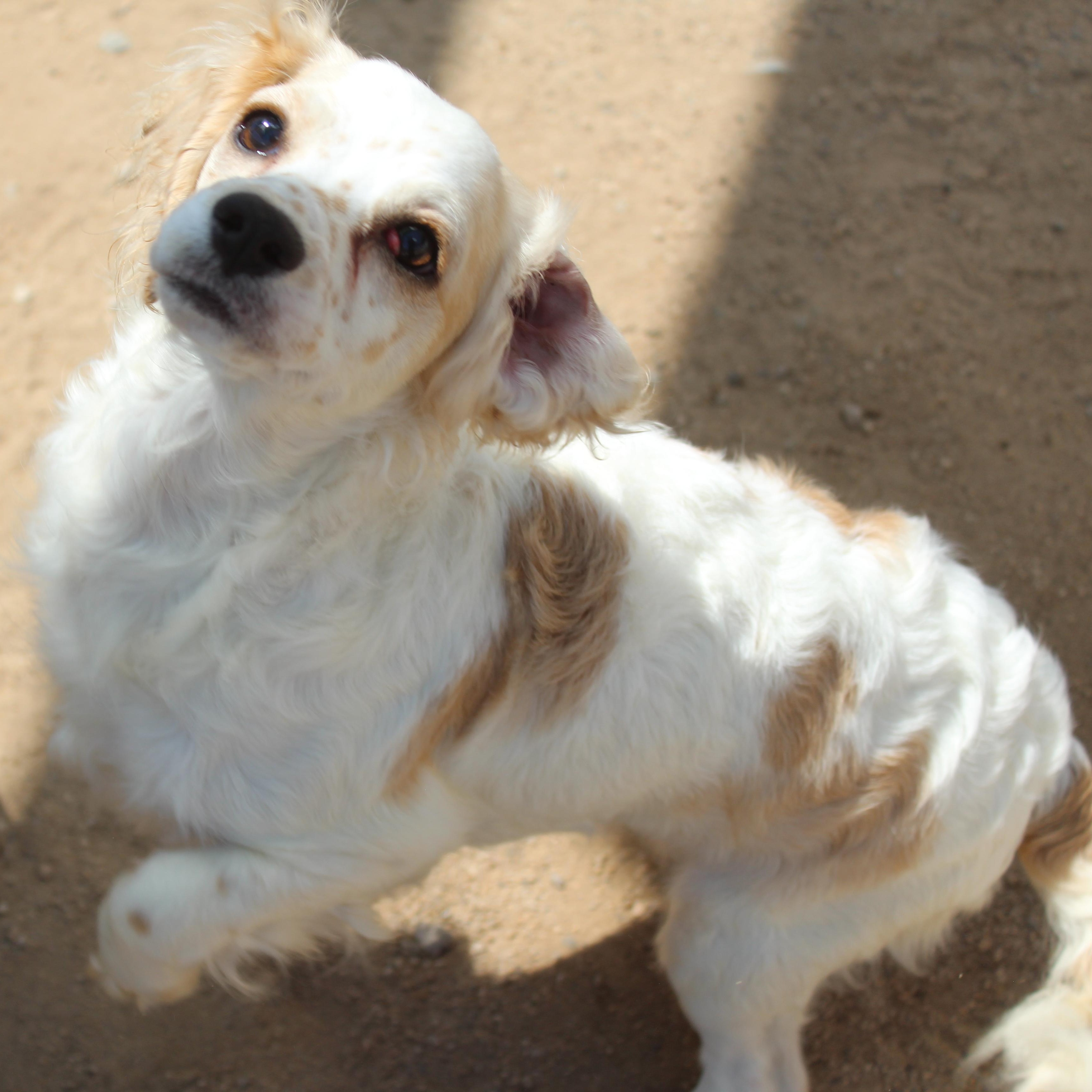 Enlarge Pippa, an adopted mixed breed in Yucca Valley, CA image 2/6
