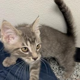Enlarge Bowie, an adopted Domestic Short Hair in Bryan, OH image 1/1