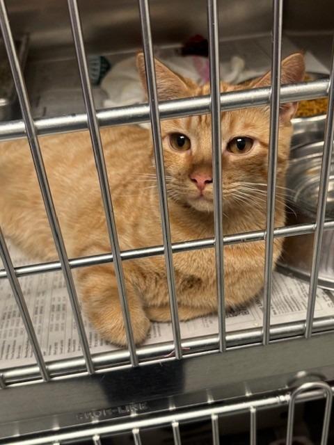 SAWYER, Adoptable, Young Male Domestic Short Hair.