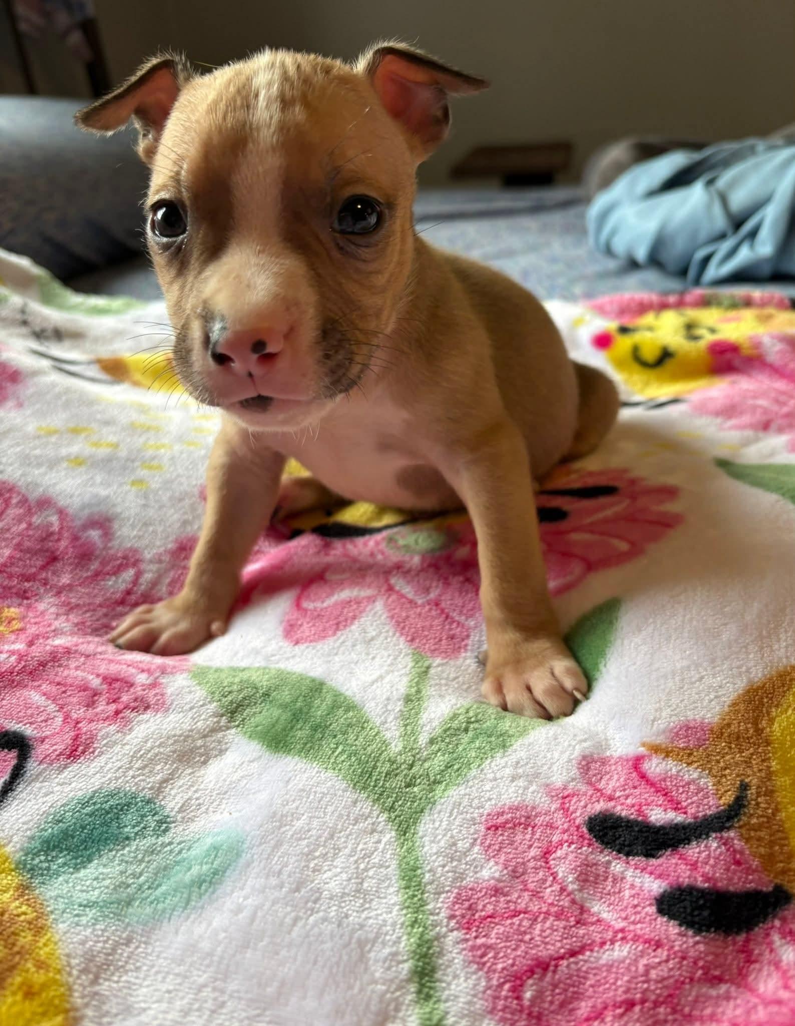 Enlarge BUMBLE BEE. tinycauseadopt@gmail.com, a Adoptable mixed breed in Vandergrift, PA image 1/1