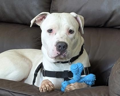 Poptart, a Adoptable mixed breed in West Seneca, NY image 1/2