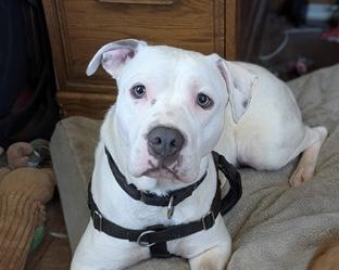 Poptart, a Adoptable mixed breed in West Seneca, NY image 2/2