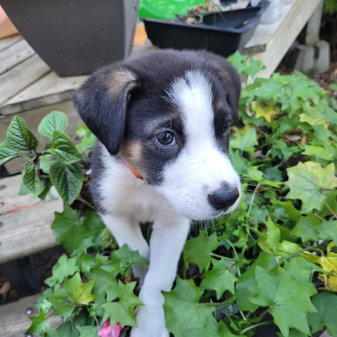 Enlarge Mario, a Adopted Mixed Breed in Saskatoon, SK image 2/2