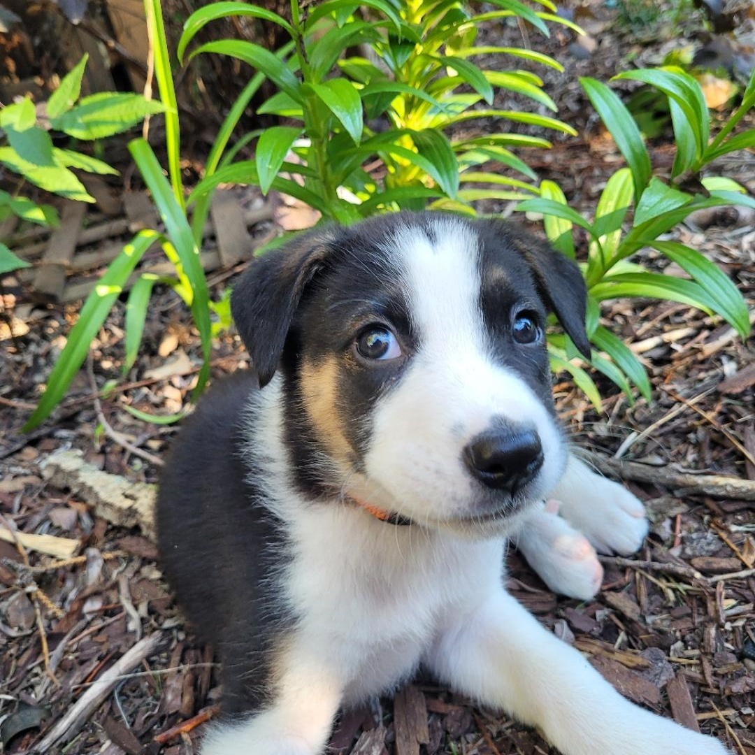 Mario, Adopted, Puppy Male Mixed Breed.