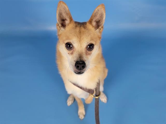 CRICKET, Adoptable, Adult Male Chihuahua & Mixed Breed.