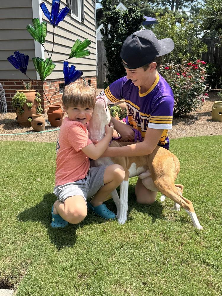 Wiggles, Adoptable, Puppy Male American Staffordshire Terrier.
