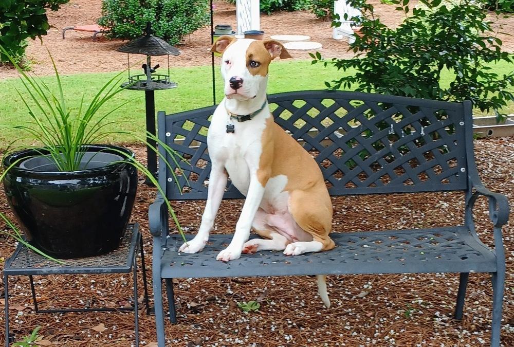 Enlarge Wiggles, a Adoptable mixed breed in Willingboro, NJ image 2/6