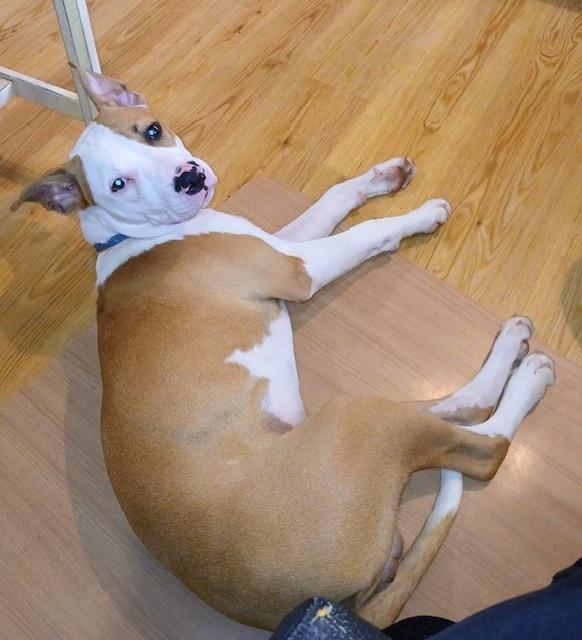 Wiggles, a Adoptable mixed breed in Willingboro, NJ image 2/6