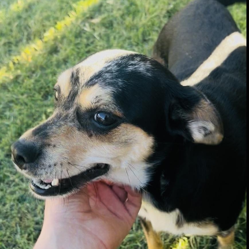 Enlarge Ella, a Adoptable Mixed Breed in Cordell, OK image 4/5