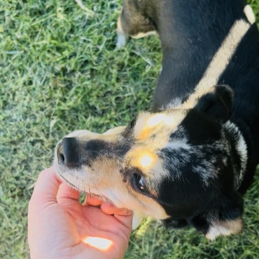 Enlarge Ella, a Adoptable Mixed Breed in Cordell, OK image 5/5