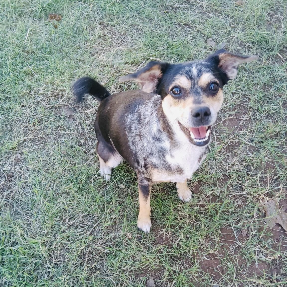 Ella, Adoptable, Adult Female Mixed Breed.