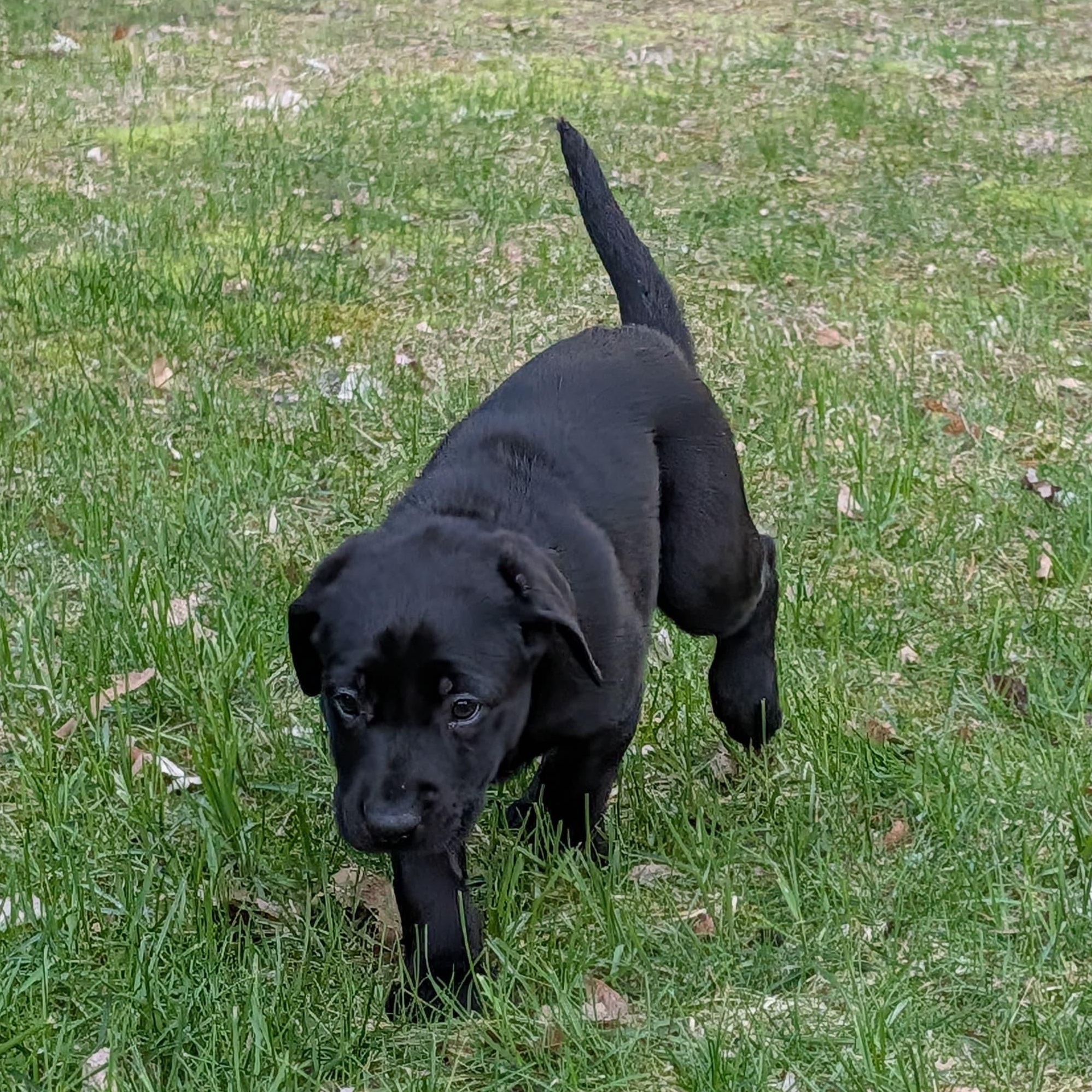 Zara, Adoptable, Puppy Female Labrador Retriever & Cocker Spaniel.