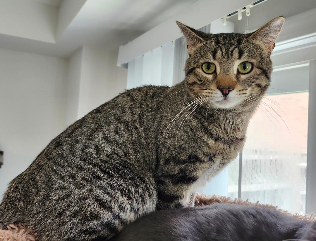 Enlarge Louis, a ADOPTABLE Tabby in Hamilton, ON image 4/4