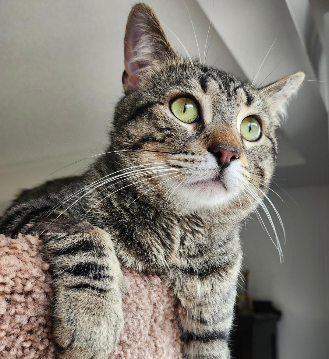 Enlarge Louis, a ADOPTABLE Tabby in Hamilton, ON image 2/4