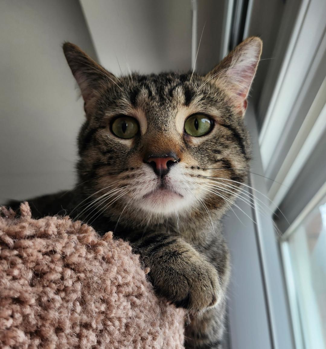 Enlarge Louis, a ADOPTABLE Tabby in Hamilton, ON image 3/4