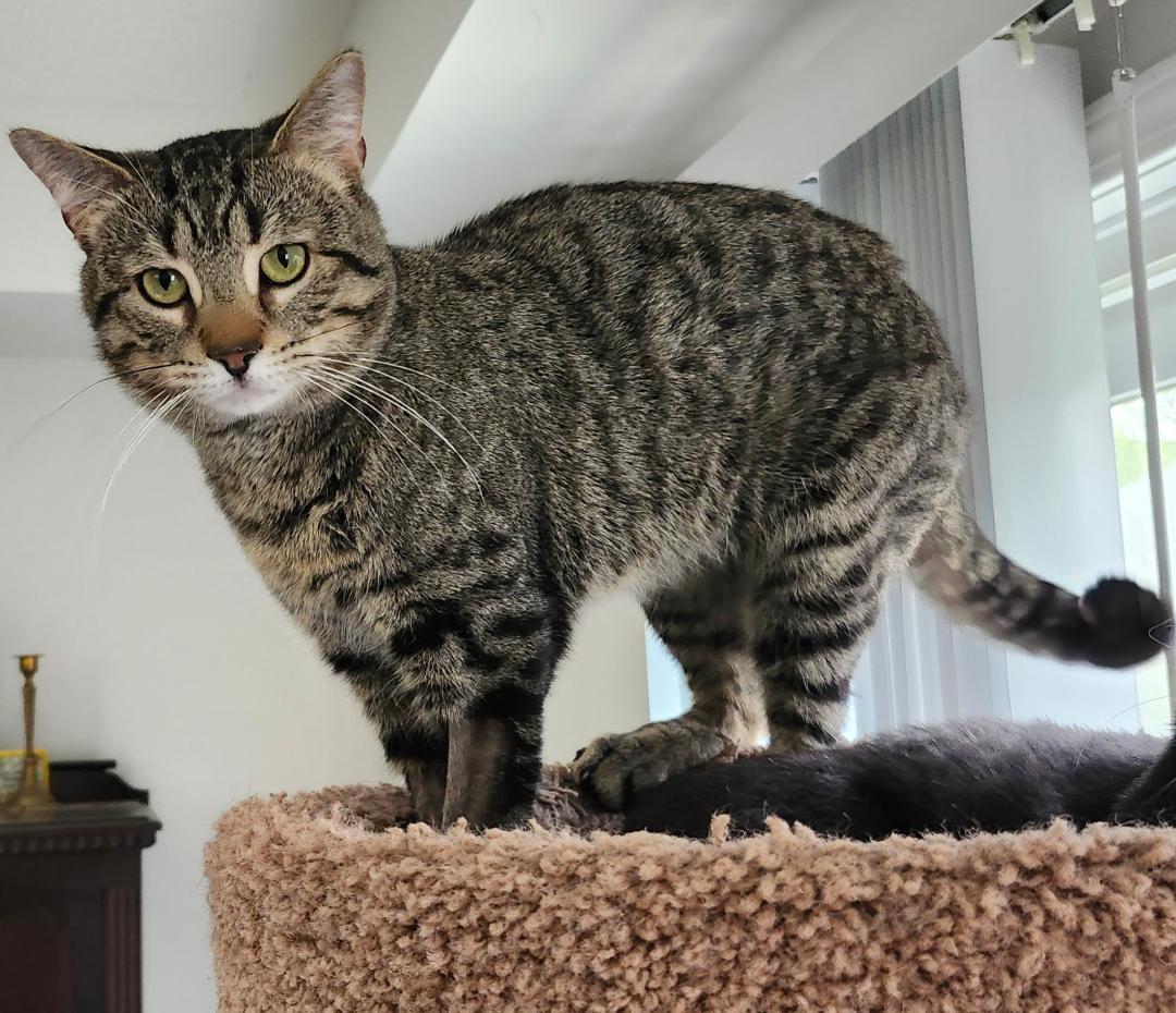Louis, ADOPTABLE, Adult Male Tabby.