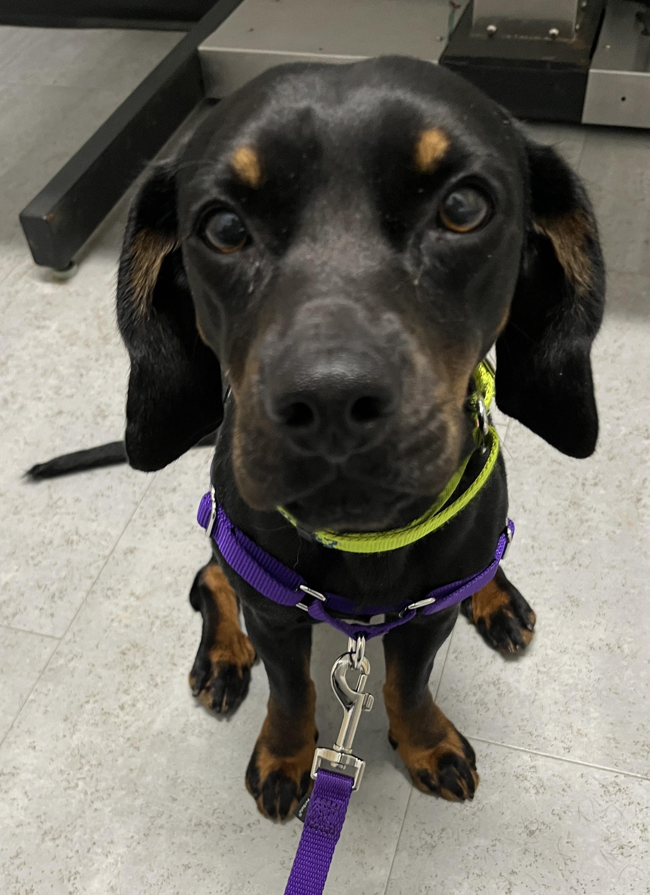 Enlarge BANJO, a ADOPTABLE Dachshund in Edisto Island, SC image 1/5