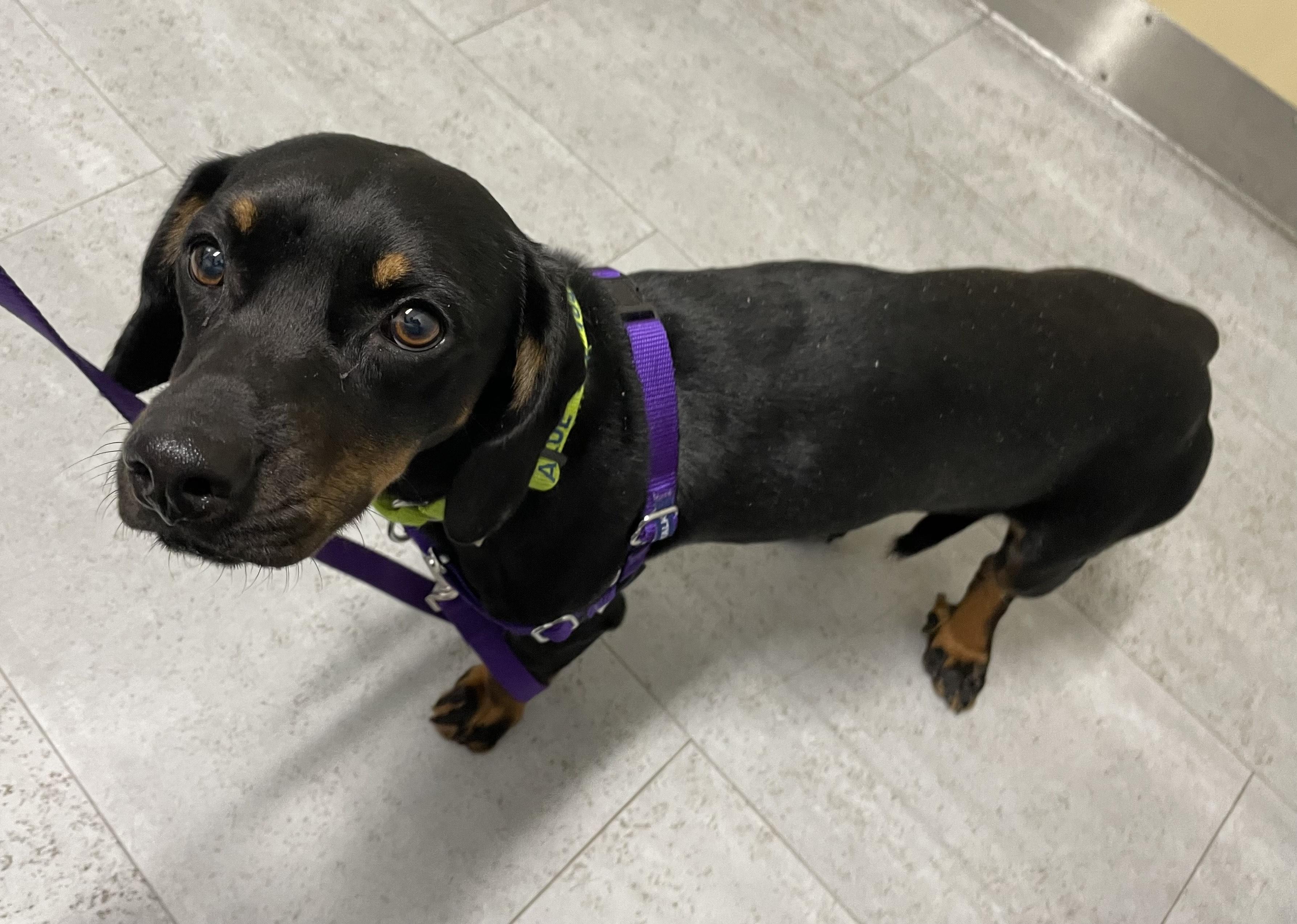 BANJO, adopted, Young Male Dachshund.