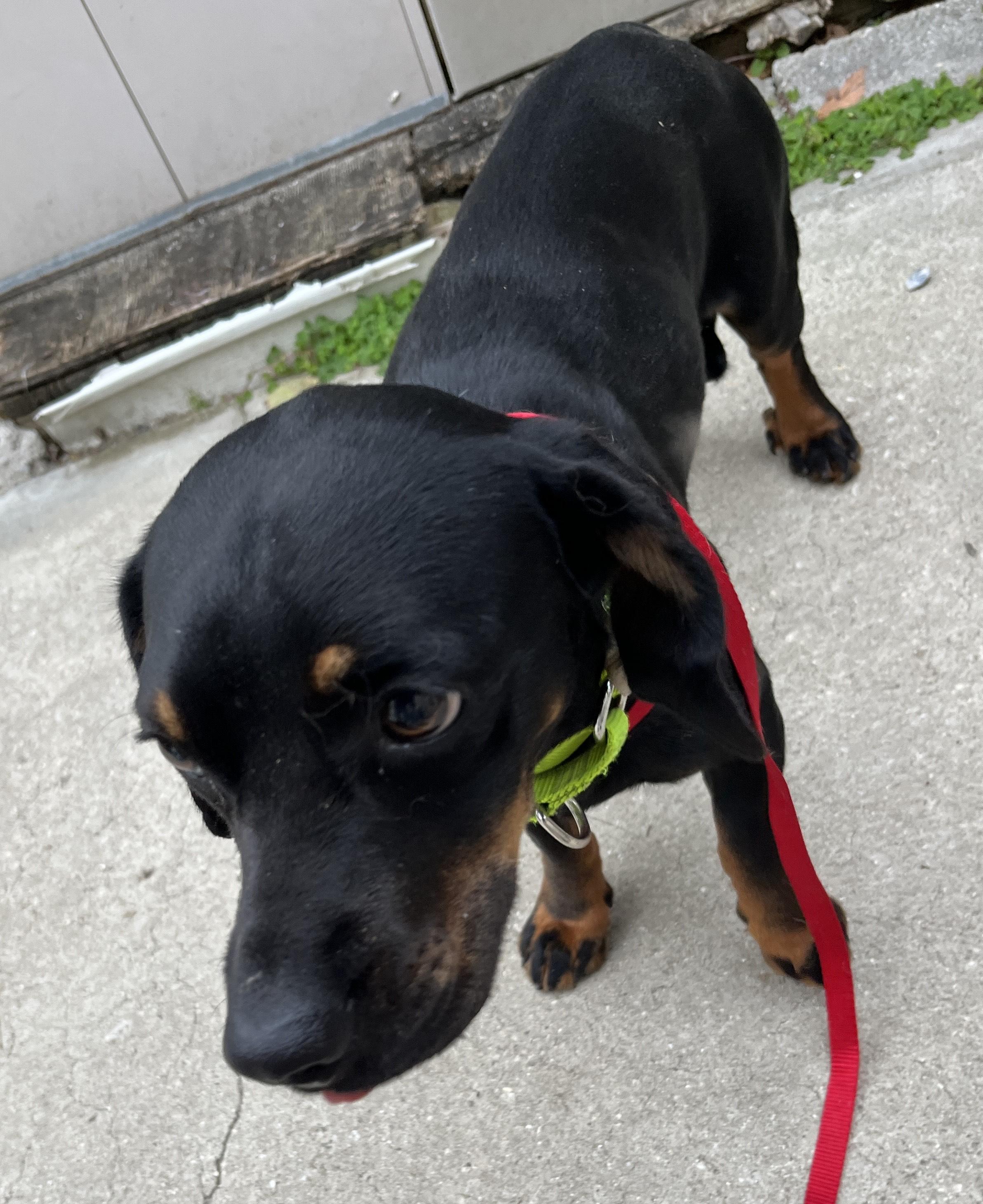 Enlarge BANJO, a ADOPTABLE Dachshund in Edisto Island, SC image 3/5