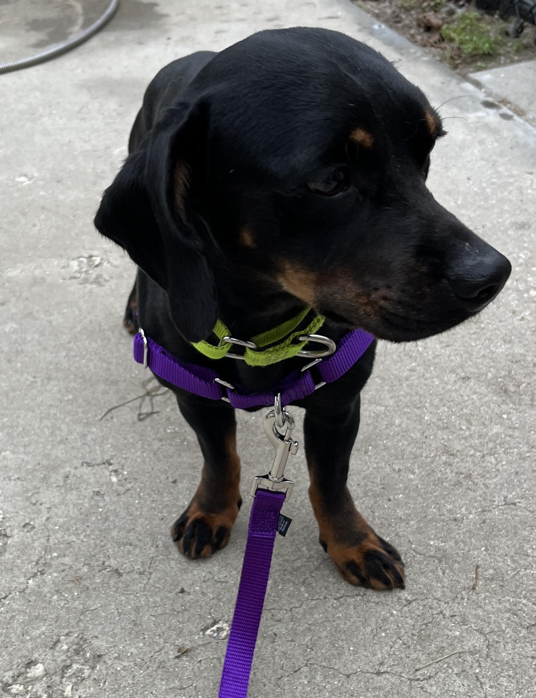 Enlarge BANJO, a ADOPTABLE Dachshund in Edisto Island, SC image 4/5