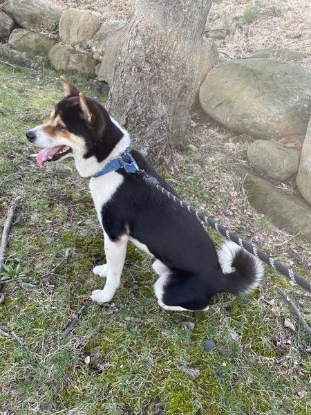 Enlarge Happy, a Adoptable Shiba Inu in Oakland, NJ image 1/1