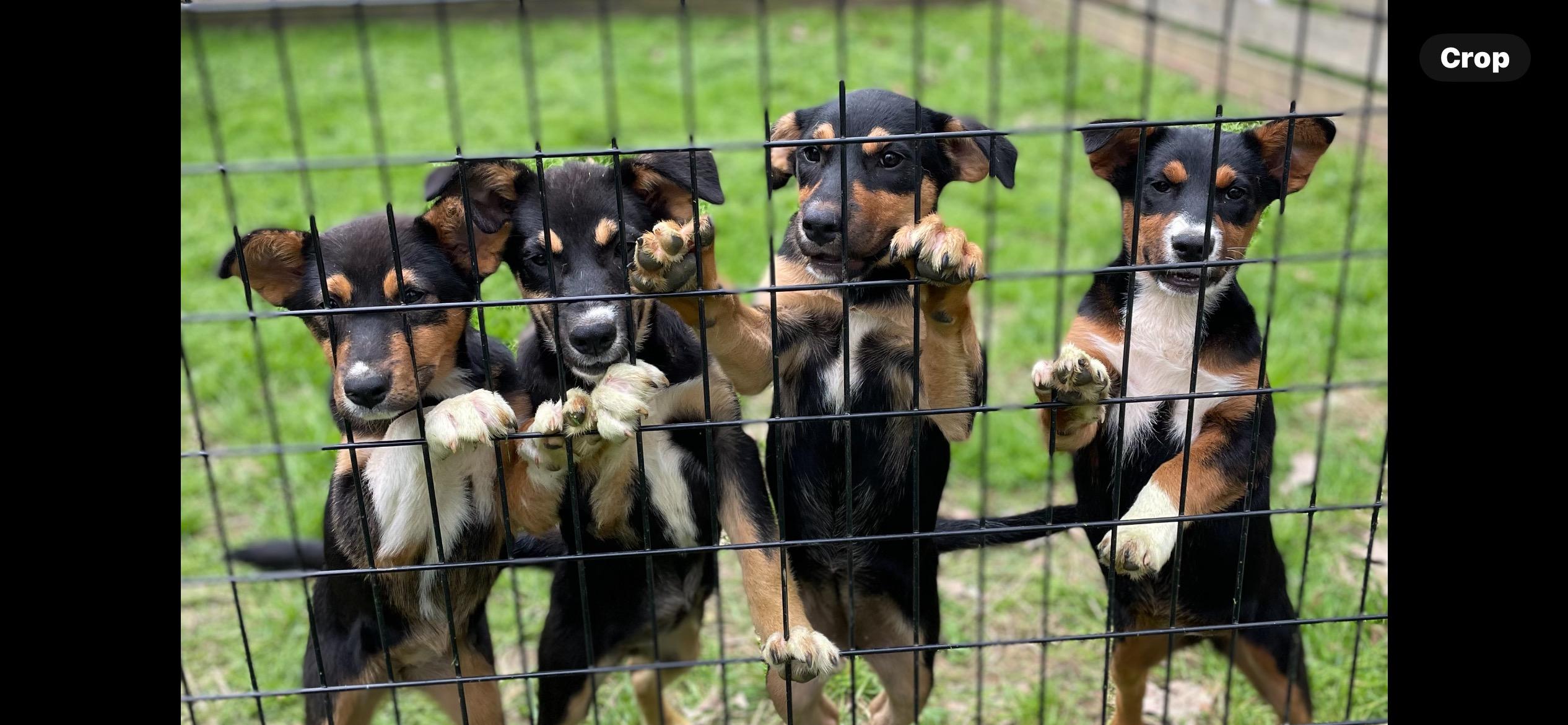 Mixed breed pups, ADOPTABLE, Puppy Female Mixed Breed.