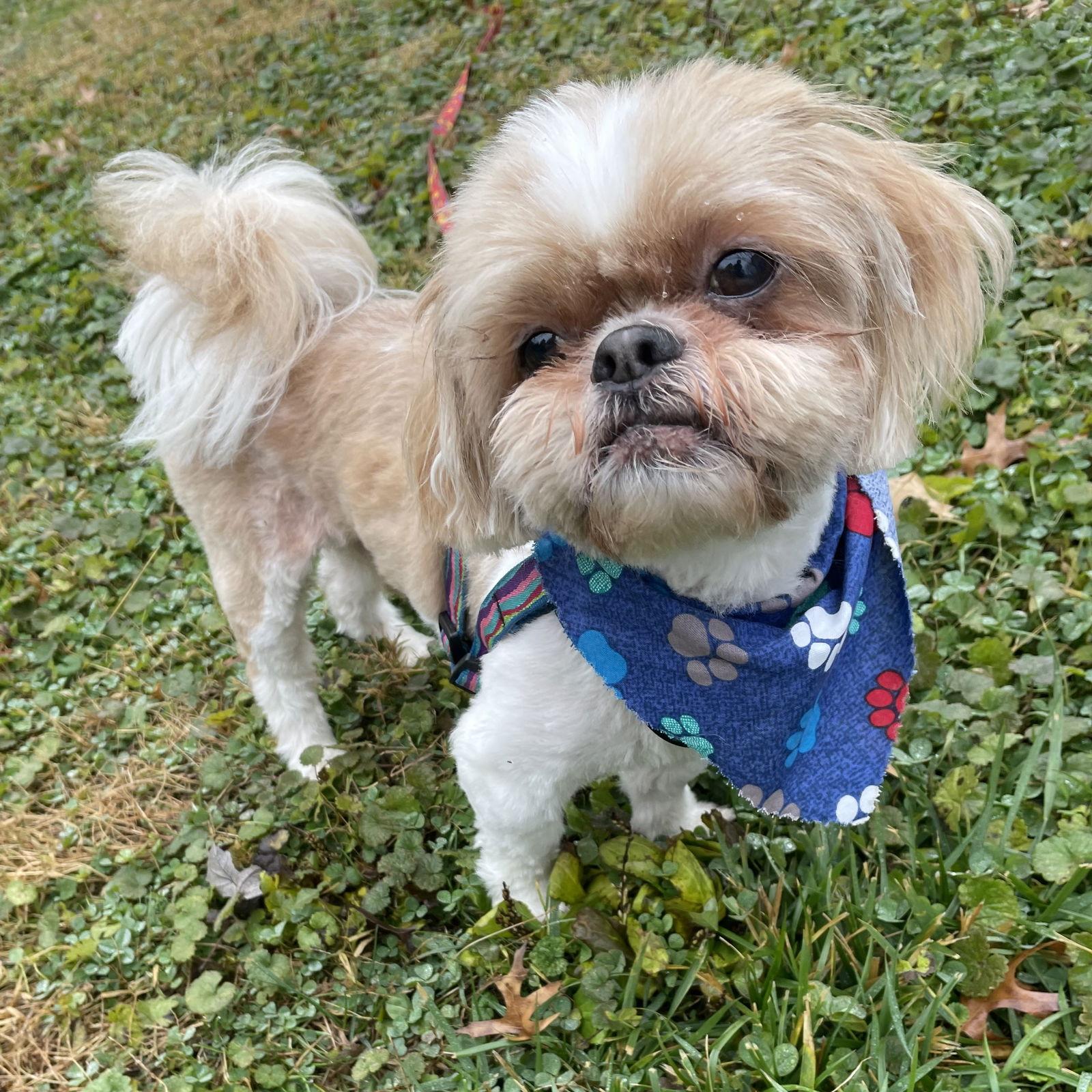Hatchi, Adoptable, Adult Male Shih Tzu.
