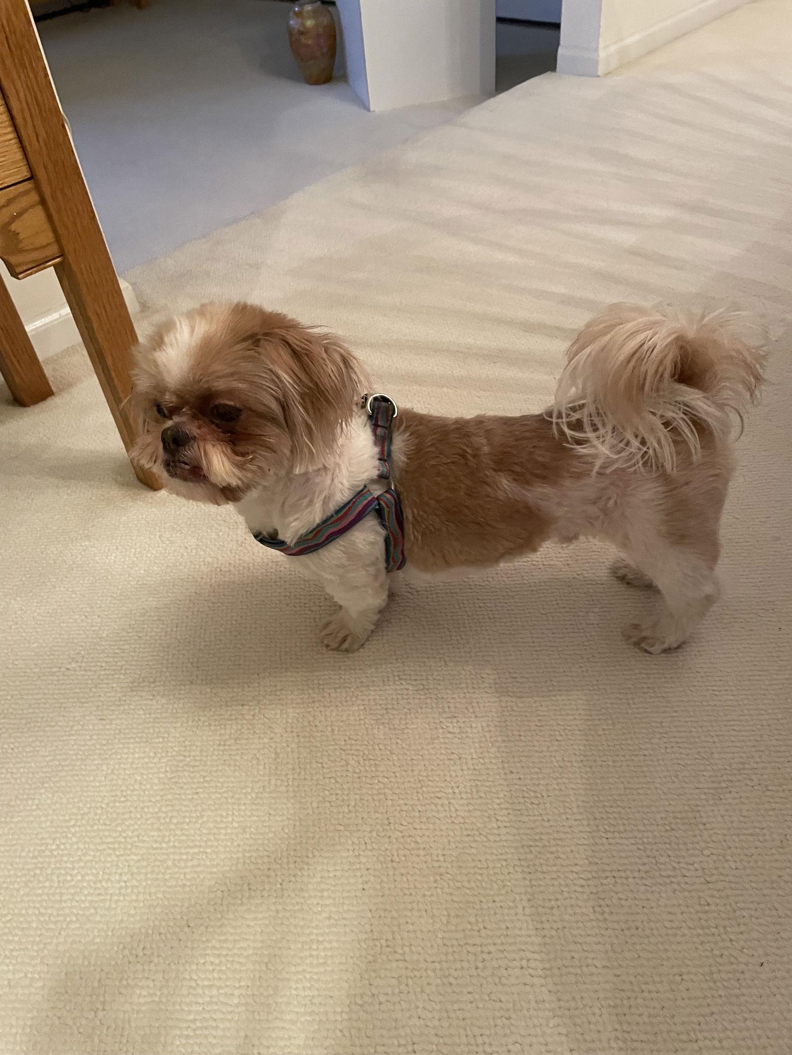 Enlarge Hatchi, a Adoptable Shih Tzu in Doylestown, PA image 2/3