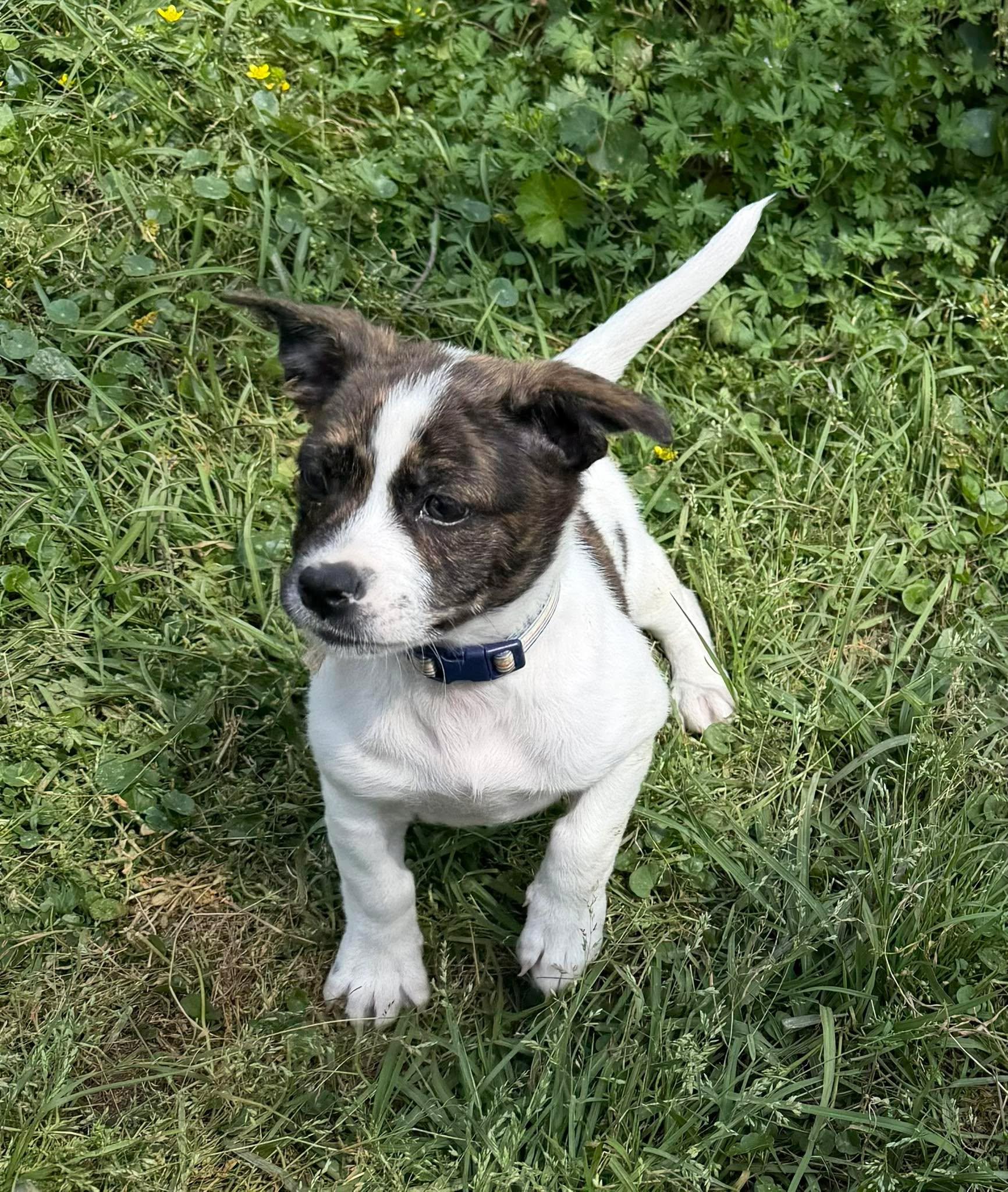 Enlarge Amelia , a ADOPTABLE mixed breed in Baton Rouge, LA image 1/1
