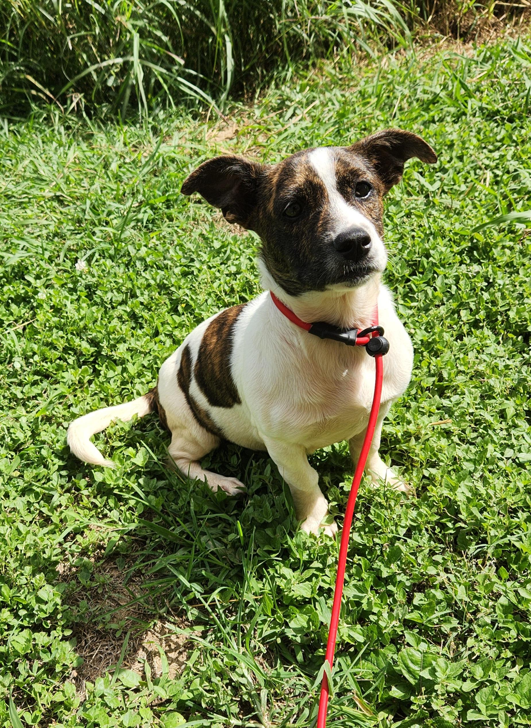 Amelia , ADOPTABLE, Puppy Female Pit Bull Terrier.