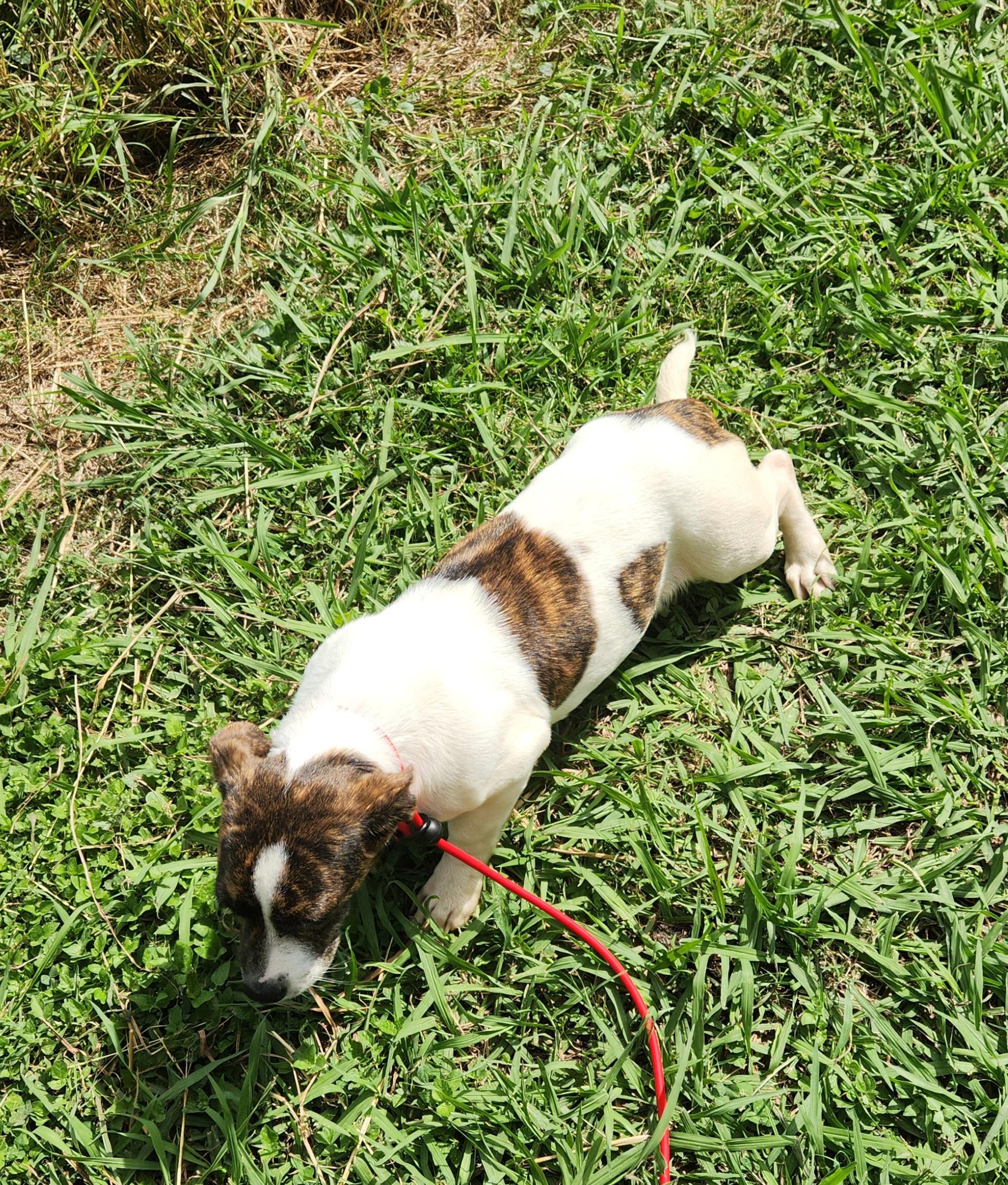 Enlarge Amelia , a ADOPTABLE mixed breed in Baton Rouge, LA image 3/4