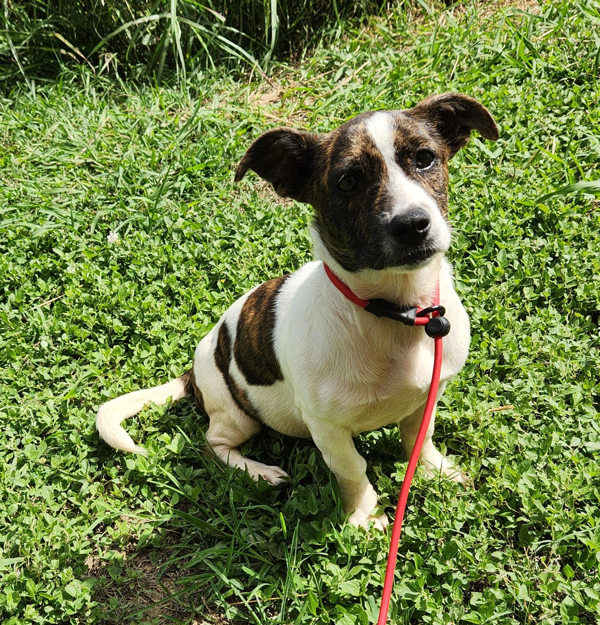 Enlarge Amelia , a ADOPTABLE mixed breed in Baton Rouge, LA image 2/4