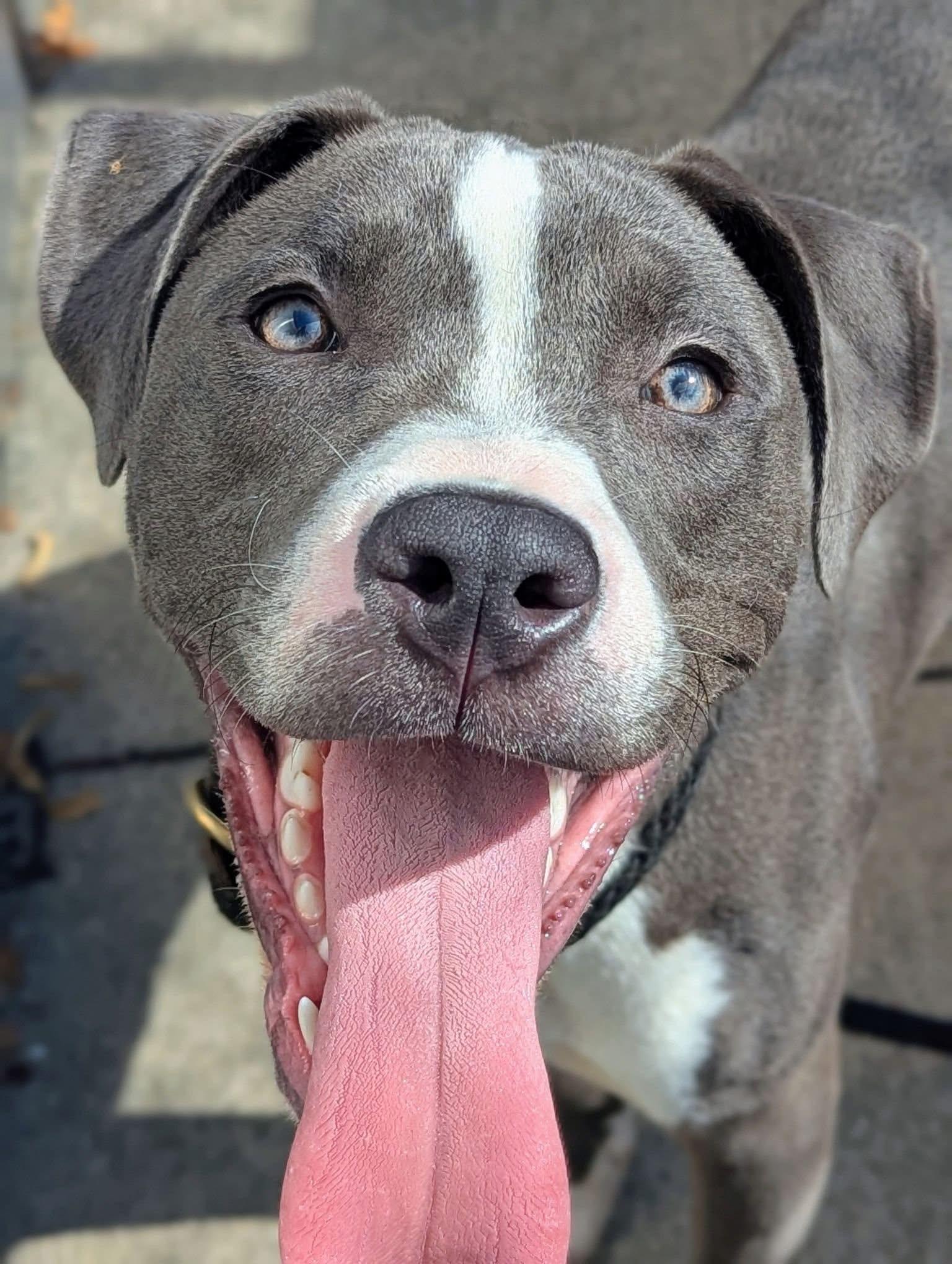 Arlen, a ADOPTABLE Pit Bull Terrier in Chicago, IL image 2/5