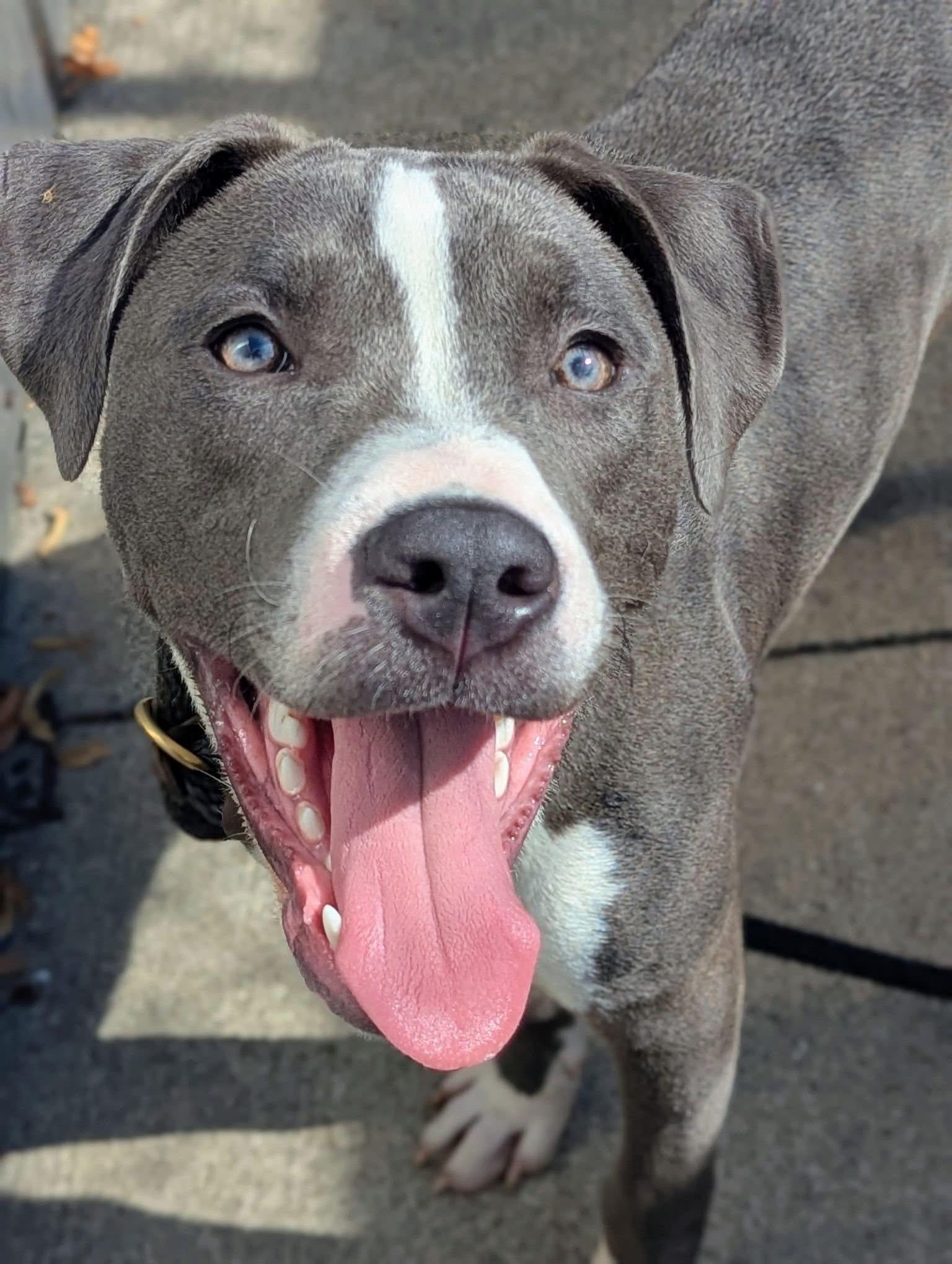 Arlen, ADOPTABLE, Adult Male Pit Bull Terrier.