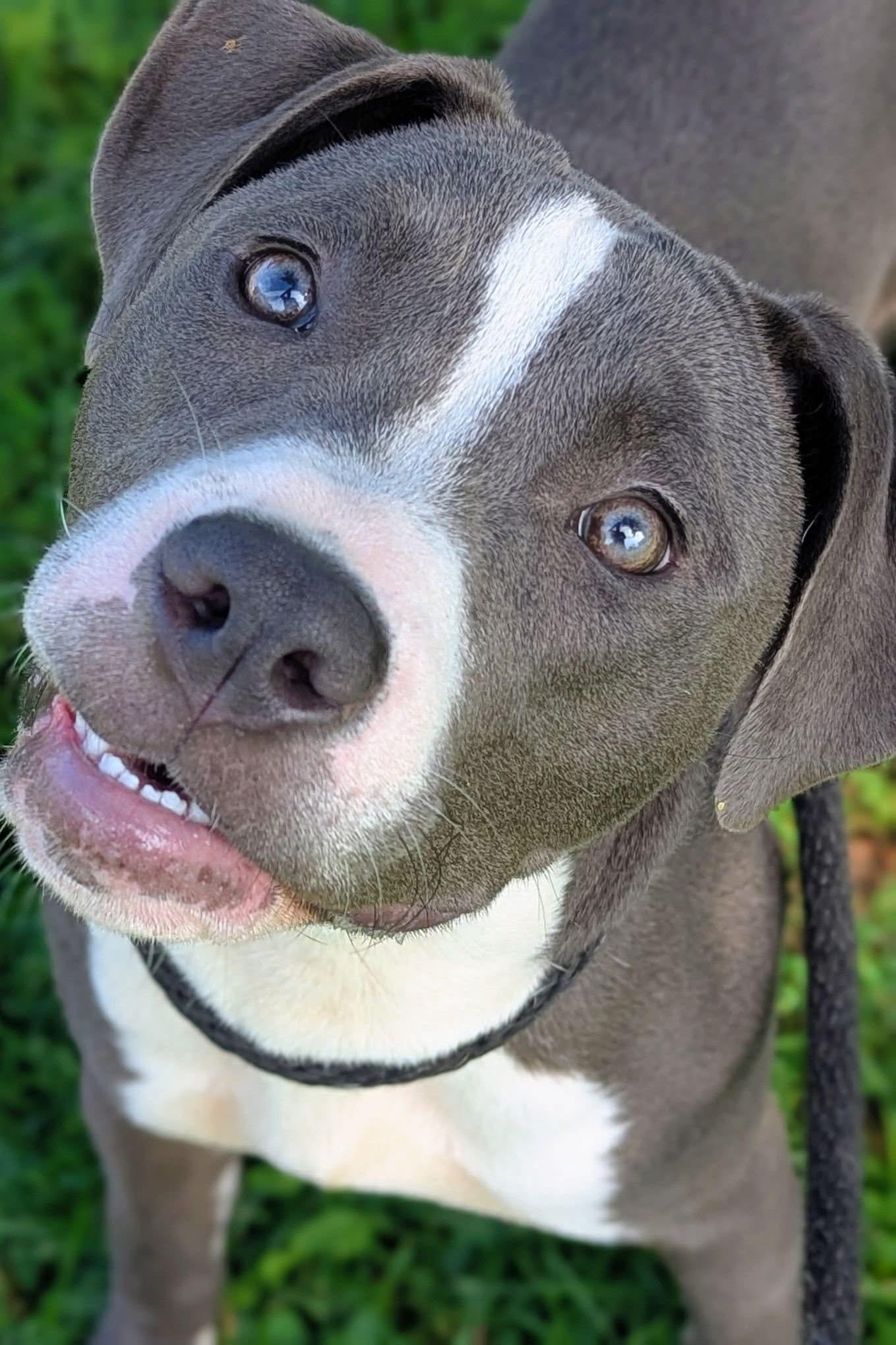 Arlen, a ADOPTABLE Pit Bull Terrier in Chicago, IL image 3/5