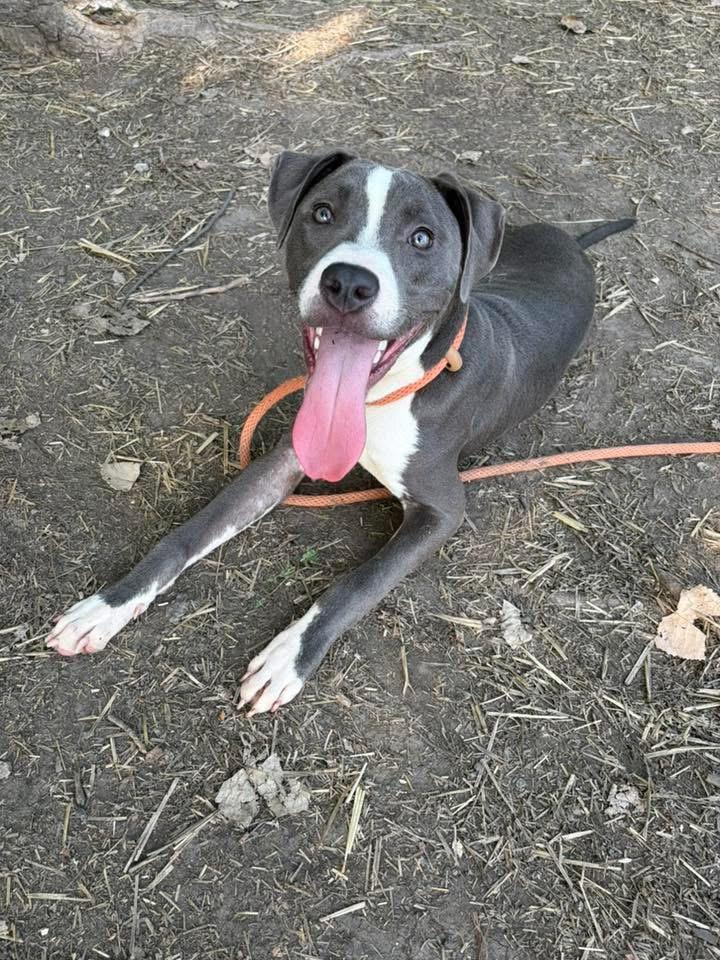 Arlen, a ADOPTABLE Pit Bull Terrier in Chicago, IL image 4/5
