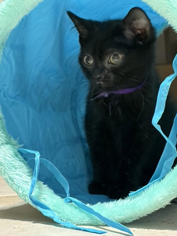 Enlarge Pita, a Adopted Domestic Short Hair in House Springs, MO image 1/1