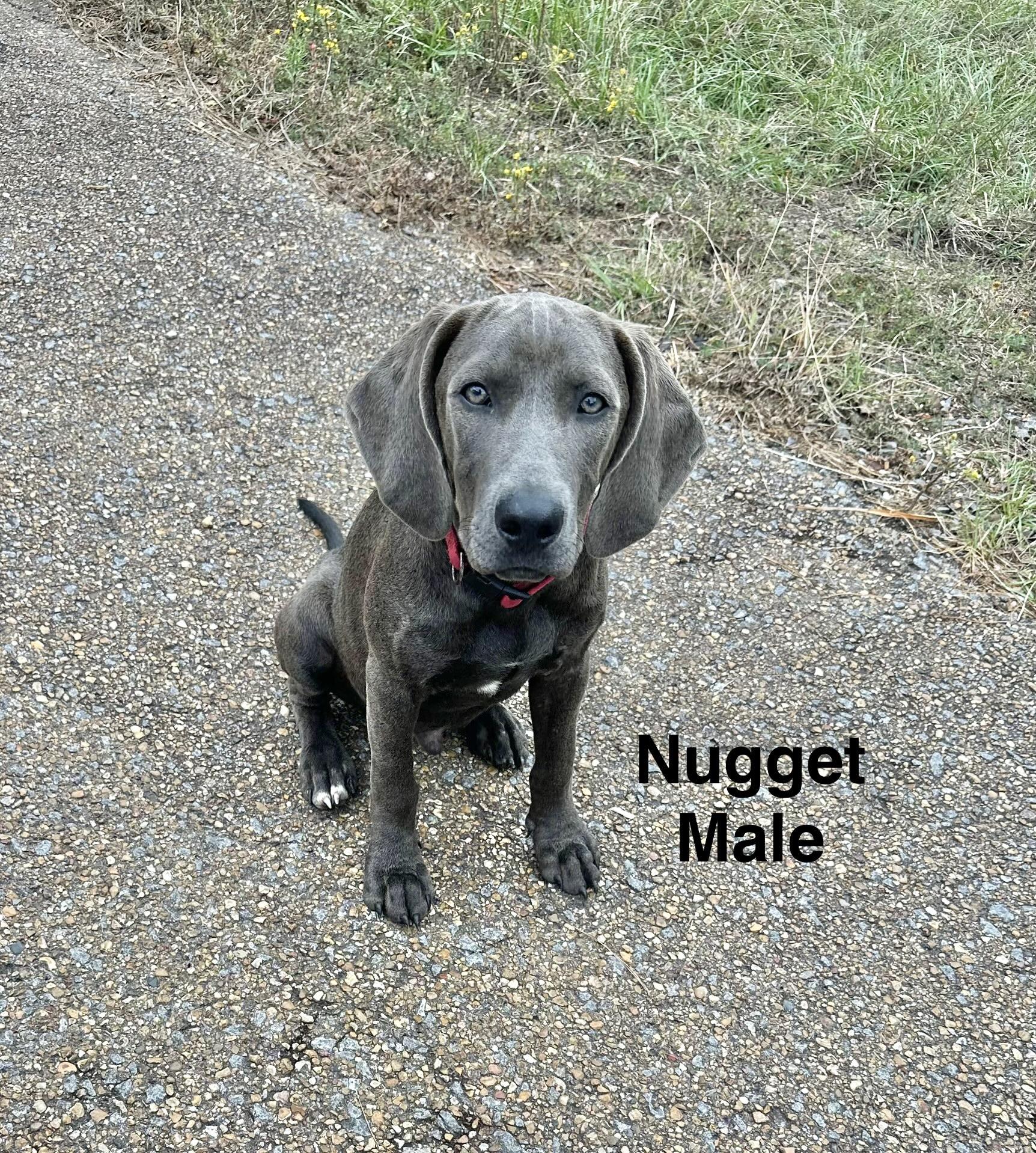Nugget