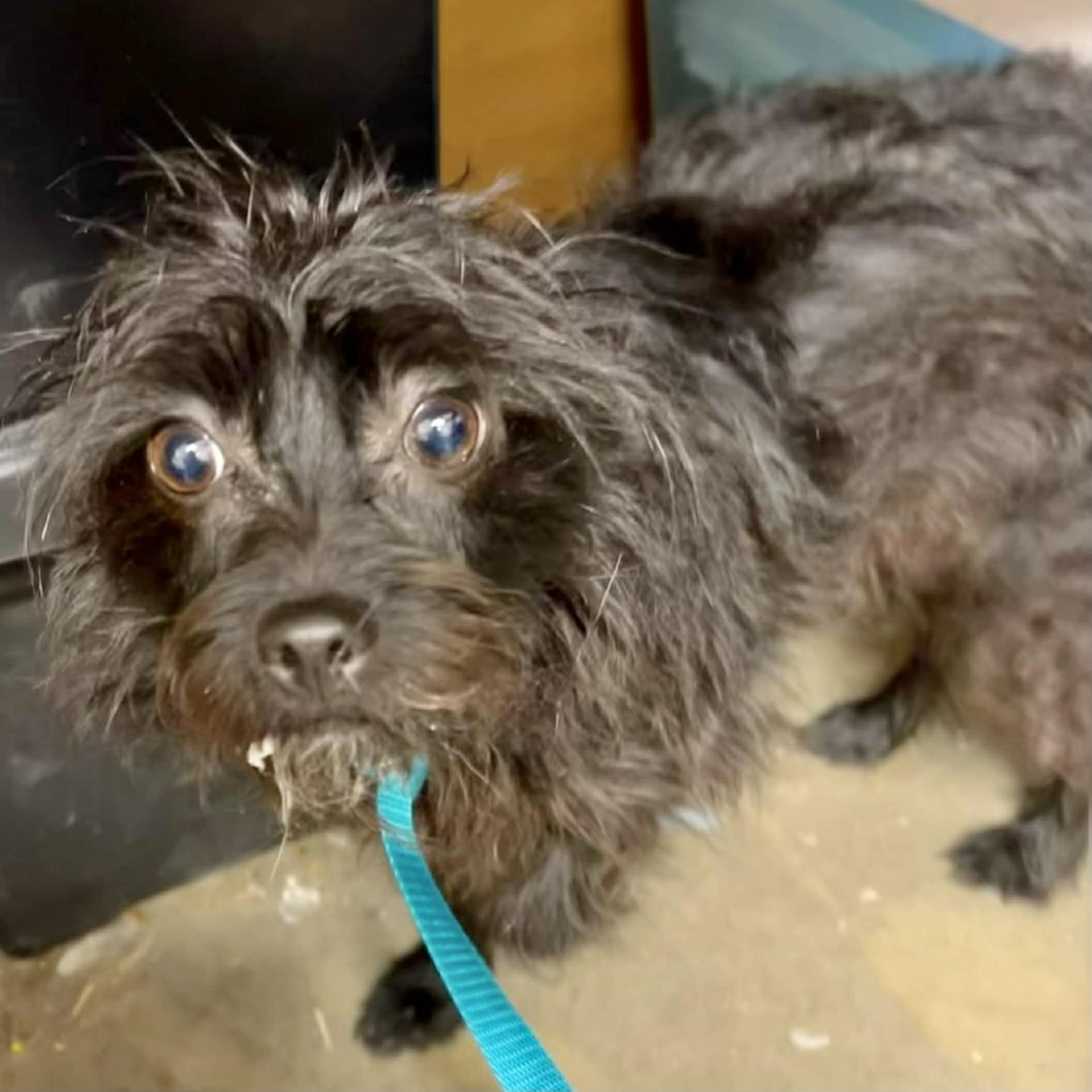 Flowers, ADOPTABLE, Young Female Scottish Terrier & Miniature Schnauzer.