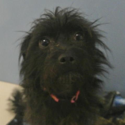 Flower, ADOPTABLE, Young Female Scottish Terrier & Miniature Schnauzer.