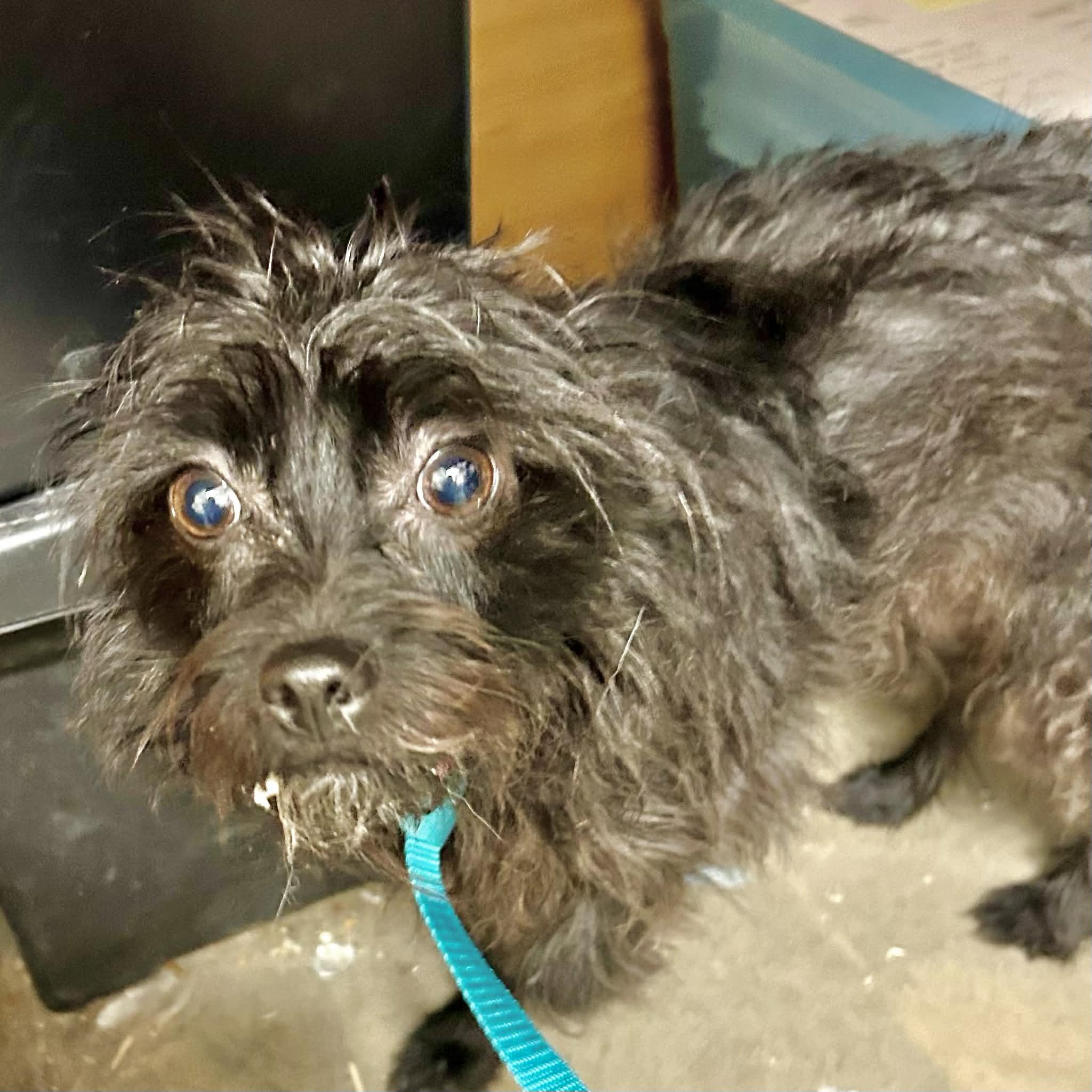 Enlarge Flowers, a ADOPTABLE mixed breed in Boulder, CO image 3/3