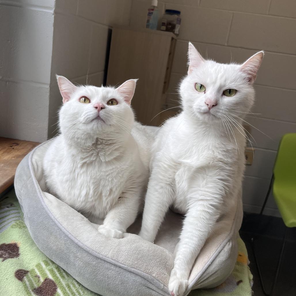 Enlarge Princess, a Adoptable American Shorthair in Brockton, MA image 1/4